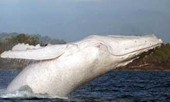 Ngắm cá voi lưng gù màu trắng cực hiếm