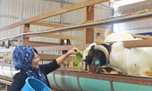 Chuyện ở trang trại dê sữa lớn nhất Việt Nam