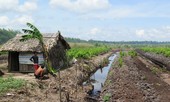 Sẽ cấp “sổ đỏ” đất rừng U Minh Hạ