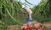 Việt Nam là nước đầu tiên xuất khẩu thanh long vào Úc
