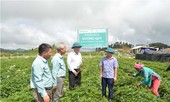 Giảm nhập siêu dược phẩm: Trông chờ vào thuốc Việt