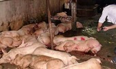 Bắt quả tang cơ sở giết mổ heo bệnh