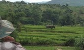 Voi rừng ở Sơn La xuống bản tắm ao, giẫm lúa của dân