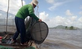 Đồng bằng sông Cửu Long bị tác động mạnh bởi biến đổi khí hậu