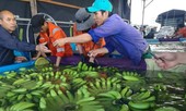 Thu nghìn tỷ từ chuối, bầu Đức trồng thêm ớt và hồ tiêu