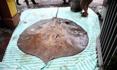 Cá đuối 'khủng' nặng 216 kg từ Thái Lan về Hà Nội
