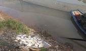 Tin mới vụ cá chết bất thường trên sông Hoàng Mai