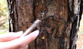 Điều tra vụ đầu độc hàng trăm cây thông bằng thuốc diệt cỏ