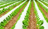 Rạng Đông: Nhà sản xuất tiên phong trong lĩnh vực thổi màng