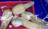 Tu hài to nhất thế giới giá 10 triệu/con: Cả nhà chia nhau từng miếng tẩm bổ
