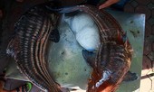 Cặp cá "bay" từ Biển Hồ về Thủ đô giá 2 triệu đồng/kg