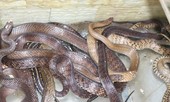 Mục sở thị “báu vật” của con phố có nhiều đại gia tại Hà Nội