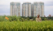 Trồng lúa, nuôi cá trong dự án 'treo' 25 năm ở Sài Gòn