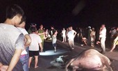Xe máy “đốn” phải trâu băng qua đường, cả người và trâu chết tại chỗ