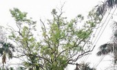 Gần chục cây sưa trong đình làng Đông Cốc đã bị bán như thế nào?