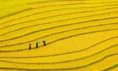 Mù Cang mùa lúa chín – tuyệt mỹ sóng vàng trên non