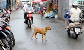 Hà Nội: Giao UBND cấp phường, xã bắt giữ chó thả rông