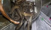 Thu tiền tỉ mỗi năm nhờ nuôi cá chình