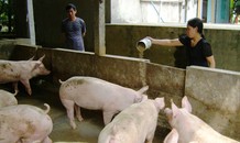 Thịt lợn hơi ở Hà Nội rẻ hơn khoai lang, củ cải