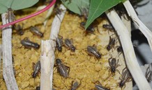 Thanh niên nuôi dế đẻ, kiếm vài triệu đồng mỗi tuần