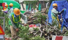 Hà Nội bắt đầu đánh chuyển, chặt hạ 130 cây xanh dọc đường Kim Mã