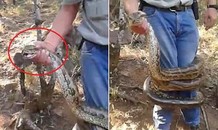 Trăn 'khủng' bị tóm đầu vẫn tung chiêu độc, suýt siết chết thợ bắt trăn