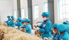 Mang miến khoai lang, khoai tây “chinh phục” xứ Hàn