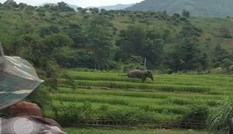 Voi rừng ở Sơn La xuống bản tắm ao, giẫm lúa của dân Voi rừng ở Sơn La xuống bản tắm ao, giẫm lúa của dân