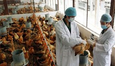 Kon Tum: Xuất hiện dịch cúm gia cầm A/H5N6