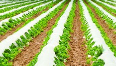 Rạng Đông: Nhà sản xuất tiên phong trong lĩnh vực thổi màng