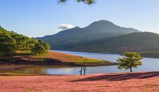 Mãn nhãn với “Đà lạt - Thảo nguyên cỏ hồng” dịp lễ 2/9