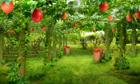 Công dụng ít biết của 4 loại rau quả dân dã