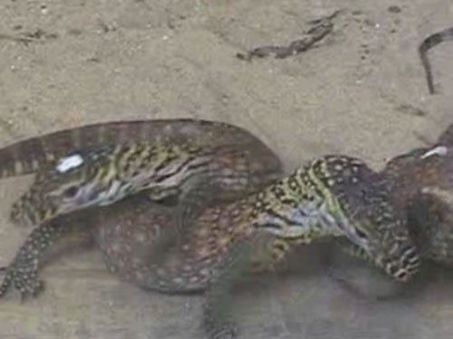 7 con rồng Komodo hiếm chào đời ở Indonesia 7 con rồng Komodo hiếm chào đời ở Indonesia