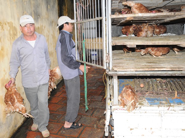 Bắt xe tải chở nửa tấn gà lậu tuồn về Hà Nội Bắt xe tải chở nửa tấn gà lậu tuồn về Hà Nội