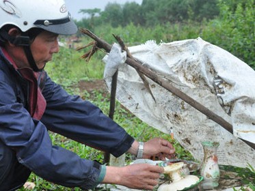 Nghĩa địa phu vàng Nghĩa địa phu vàng