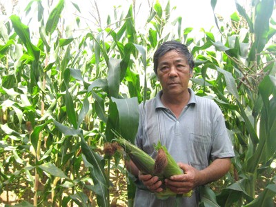 Nông dân điêu đứng vì tin đồn Nông dân điêu đứng vì tin đồn