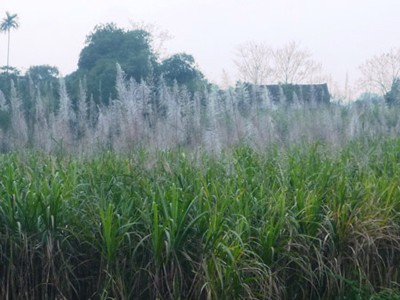 Người trồng mía như ngồi trên lửa Người trồng mía như ngồi trên lửa