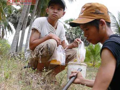 ‘Săn’ bọ cạp chúa ‘Săn’ bọ cạp chúa