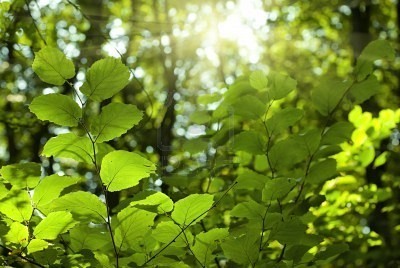 Ngộ độc vì chữa bệnh bằng lá rừng Ngộ độc vì chữa bệnh bằng lá rừng