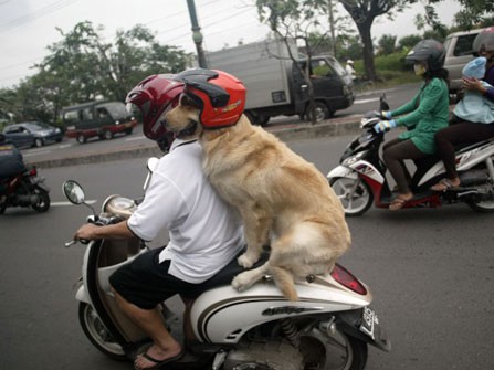 Chó đội mũ bảo hiểm ngồi sau xe như người Chó đội mũ bảo hiểm ngồi sau xe như người