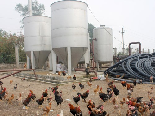 Công trình tiền tỉ thành nơi… nuôi gà Công trình tiền tỉ thành nơi… nuôi gà