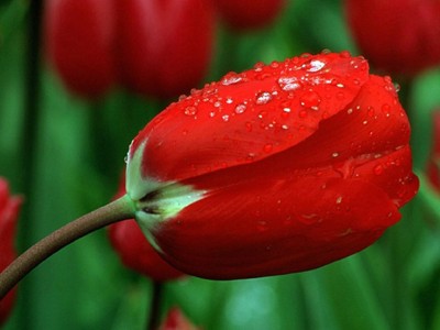 Vũ điệu của mùa xuân Vũ điệu của mùa xuân