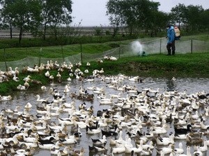 Dịch cúm gia cầm bùng phát tại 10 tỉnh, thành phố Dịch cúm gia cầm bùng phát tại 10 tỉnh, thành phố