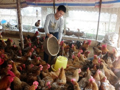 Thị trường thức ăn chăn nuôi: Thất thế vì đói vốn Thị trường thức ăn chăn nuôi: Thất thế vì đói vốn