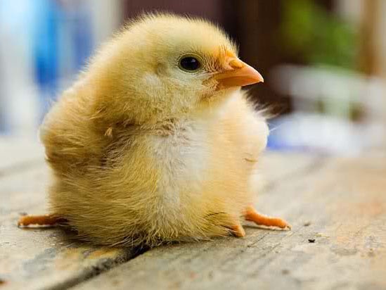 Gà đẻ con không cần trứng Gà đẻ con không cần trứng