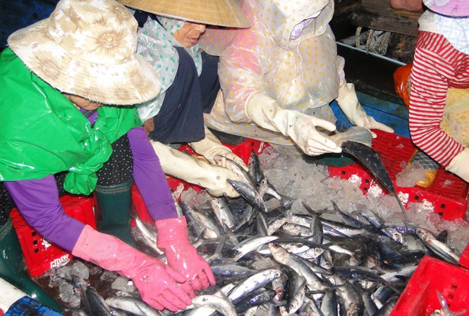 Xuyên Tết giữa Hoàng Sa Hơn nửa tháng, tàu ông Can kiếm được hơn 200 triệu . Ảnh: Văn Chương