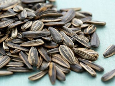 Chưa phát hiện chất gây teo não trong 10 mẫu hướng dương Chưa phát hiện chất gây teo não trong 10 mẫu hướng dương