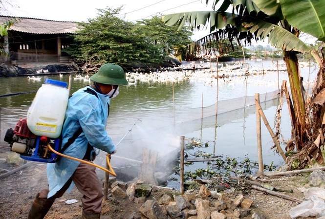 Cùng lúc đối mặt nhiều dịch bệnh nguy hiểm Phun thuốc phòng chống dịch trên đàn gia cầm ở huyện Ứng Hòa (Hà Nội). Ảnh: Đình Huệ