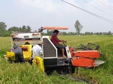 Tiêu hủy toàn bộ đồng 'lúa lạ' gốc Trung Quốc trồng trái phép Tiêu hủy toàn bộ đồng 'lúa lạ' gốc Trung Quốc trồng trái phép