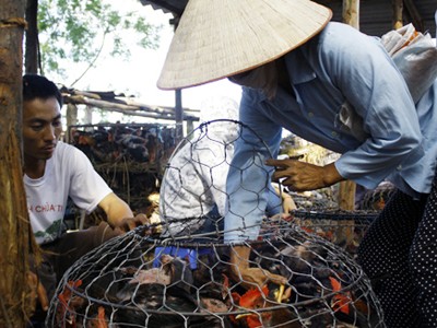 Ăn Tết với gà... dán tem Ăn Tết với gà... dán tem